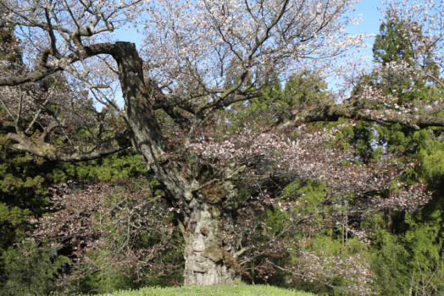 戸倉 光厳寺ヤマザクラ