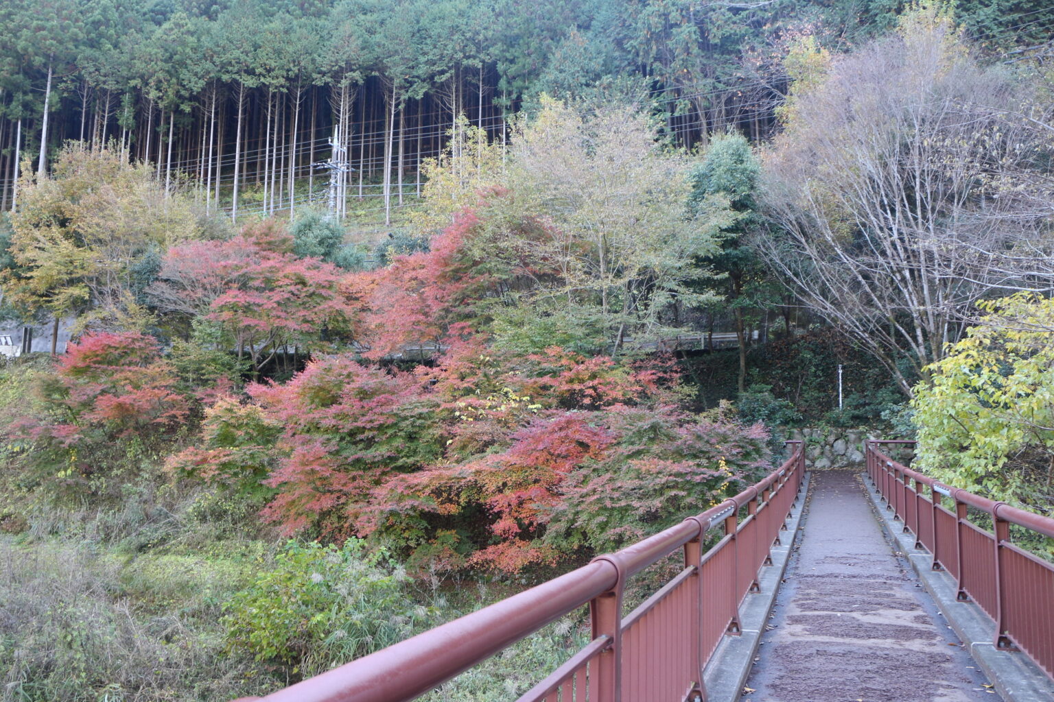 秋川渓谷紅葉情報③|都心から60分の大自然「秋川渓谷」|あきる野観光協会【公式】ホームページ